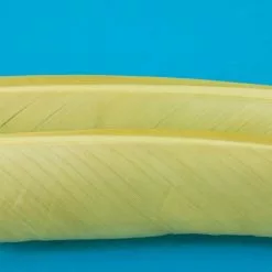 Nature's Spirit Turkey Biot Quills - Funky Fly Tying -Fly Tying Materials Sales Natures Spirit Turkey Biot Quills Pale Morning Dun 1