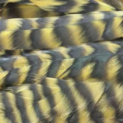 Whiting 1/4oz Loose Pack Of Schlappen - Funky Fly Tying -Fly Tying Materials Sales Whiting 1 4oz Loose Pack of Schlappen Dyed Grizzly Golden Olive 1