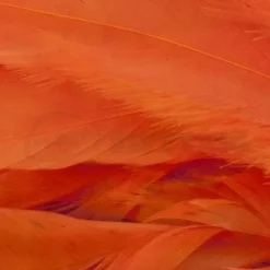 Whiting 1/4oz Loose Pack Of Schlappen - Funky Fly Tying -Fly Tying Materials Sales Whiting 1 4oz Loose Pack of Schlappen Dyed Orange 1 1