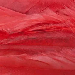 Whiting 1/4oz Loose Pack Of Schlappen - Funky Fly Tying -Fly Tying Materials Sales Whiting 1 4oz Loose Pack of Schlappen Dyed Red 1 1