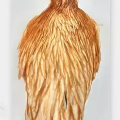 Whiting Hebert/Miner Hen Cape - Funky Fly Tying