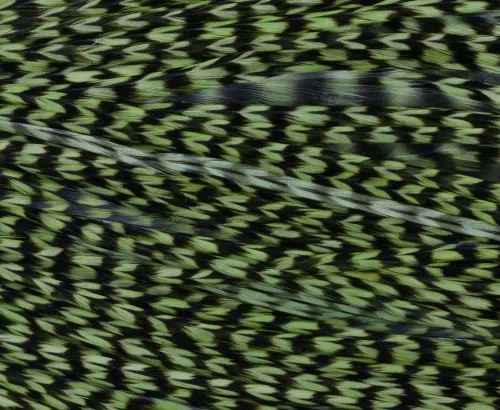 Whiting High & Dry 1/2 Saddle Cape - Funky Fly Tying 5 Whiting High & Dry 1/2 Saddle Cape - Funky Fly Tying - Image 3