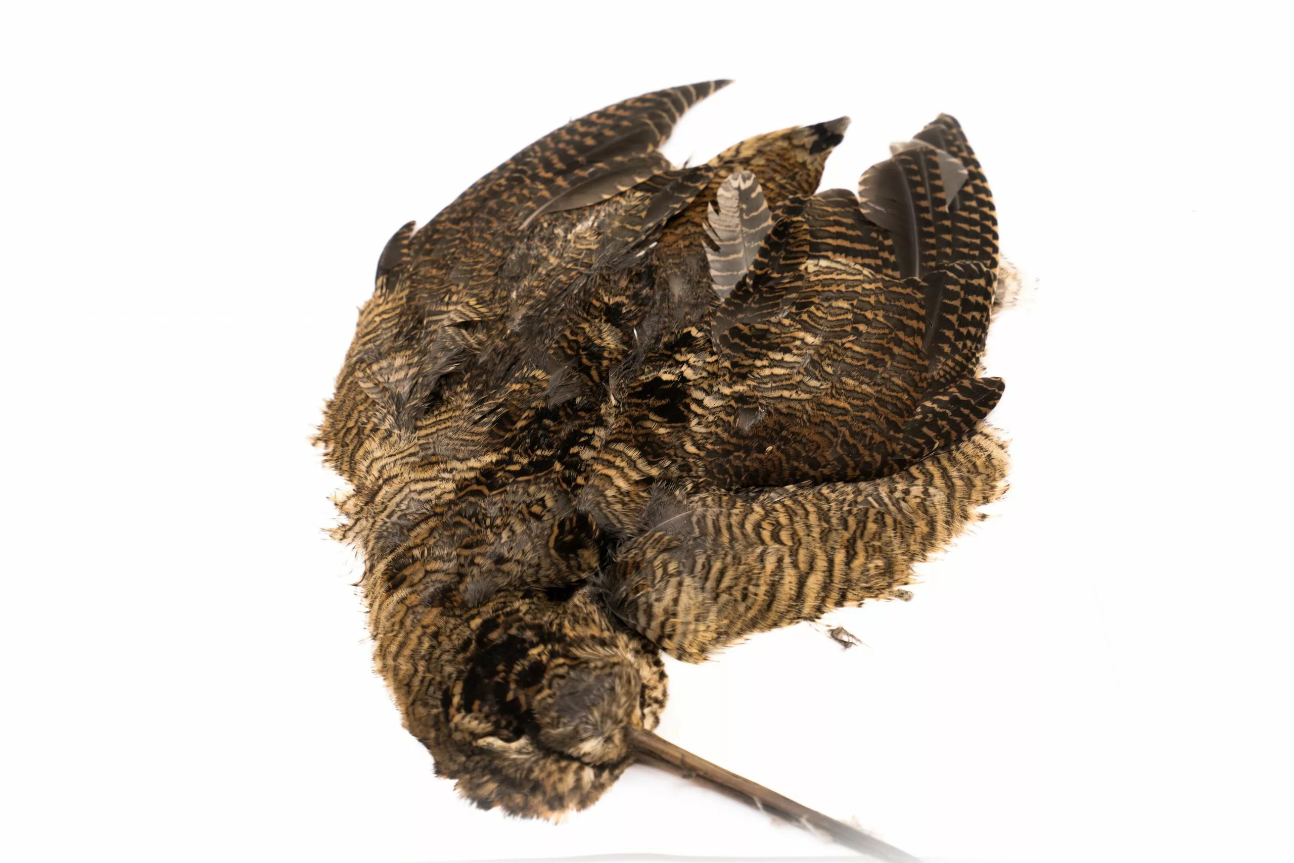 Chevron Woodcock Skin - Funky Fly Tying 3 Chevron Woodcock Skin - Funky Fly Tying