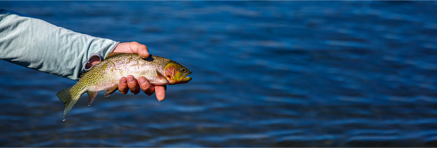 Fly Tying Materials Sales -Fly Tying Materials Sales catchesBannerDesktop 350a70039d1134b9befd81645a2683c2